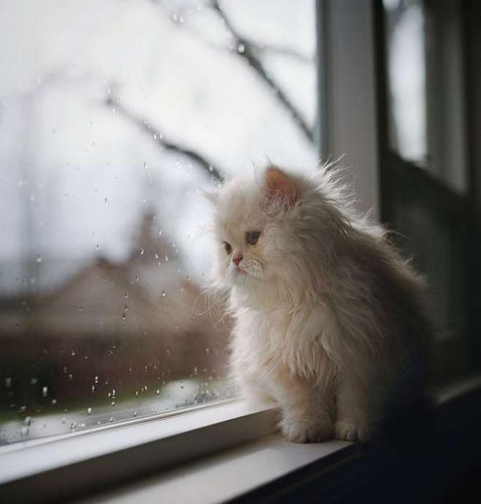 persų katė-mažai-persų-kačiukas-super mielas