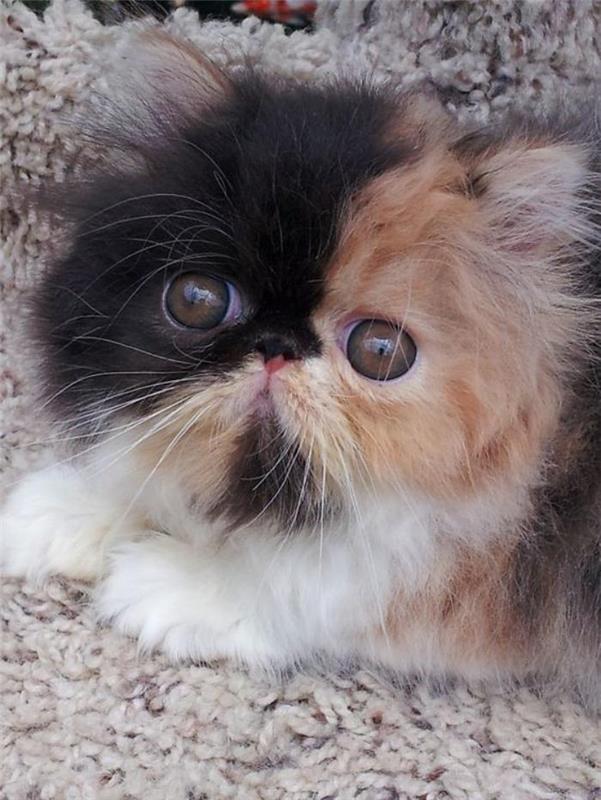 persų katė-maža trispalvė-kačiukas
