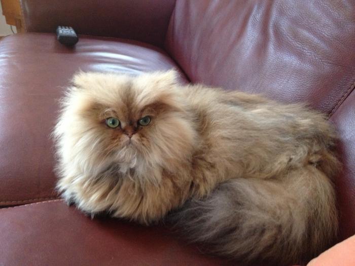 persų katė-gausiai plaukuoti-labai graži persų katė