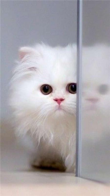 Persų katės atstovas-baltas-iš-didžiųjų persų kačių šeimos