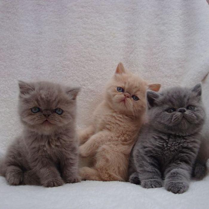 persų katė-trys-gražios-persiškos-gražios kačiukai