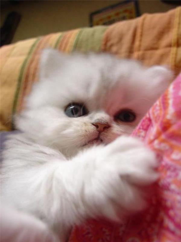 persų katė-maža-balta-katė-kas nori-užmigti