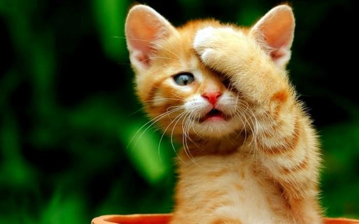 sevimli-yavru-bebek-kedi-yavru-çok şirin-boyama-yavru kedi-kedi-çok-sevimli