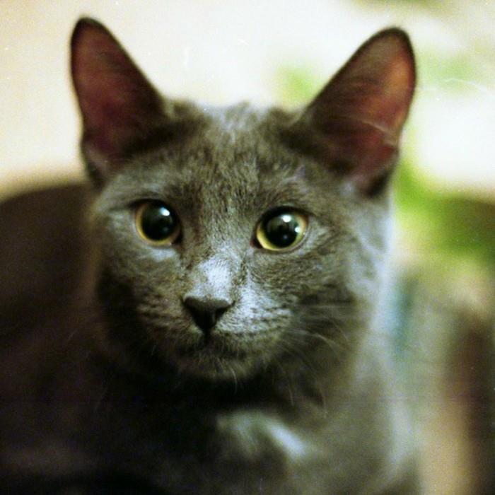 sevimli-yavru-kedi-çok-sevimli-küçük-kedi-sevimli-kedi boyama