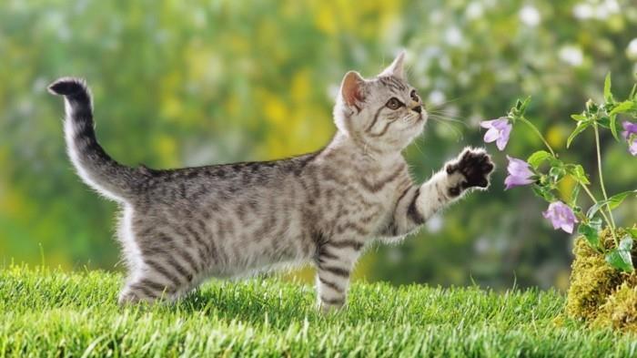 sevimli-yavru-boyama-yavru kedi-küçük-kedi-sevimli-bebek-kedi
