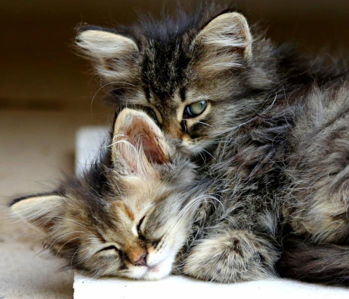 Birbirini seven sevimli kedi yavruları, sevgililer günü resmi, kart göndermek için romantik resim güzel aşk resmi fikri