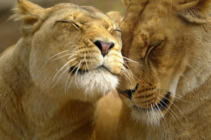 sevgililer kalbi, sevgililer günün kutlu olsun aşkım, aşık aslanlara sevgi göstermek için ne gönderileceğine dair fikir