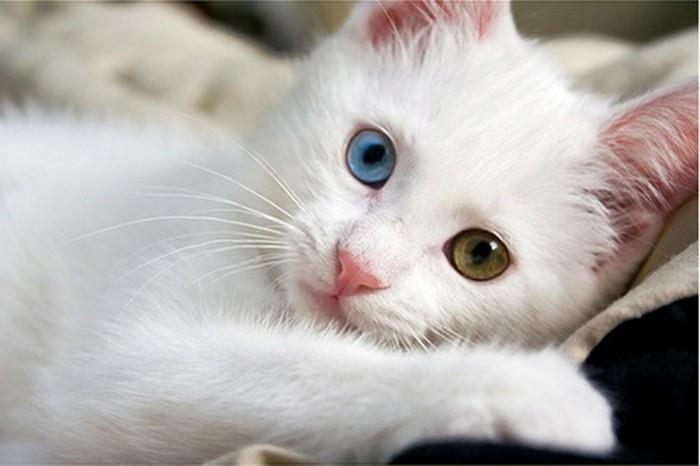sevimli-kediler-yavru-sevimli-bebek-kedi-kedi boyama