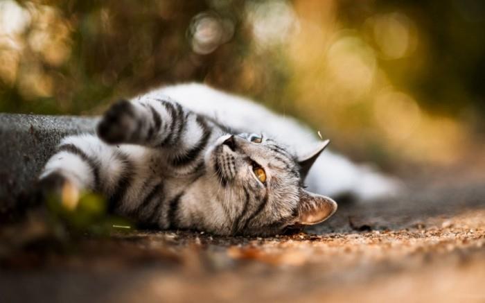 sevimli-kediler-torp-kedi-resim-sevimli-küçük-sevimli-kedi-boyama-yavru kedi