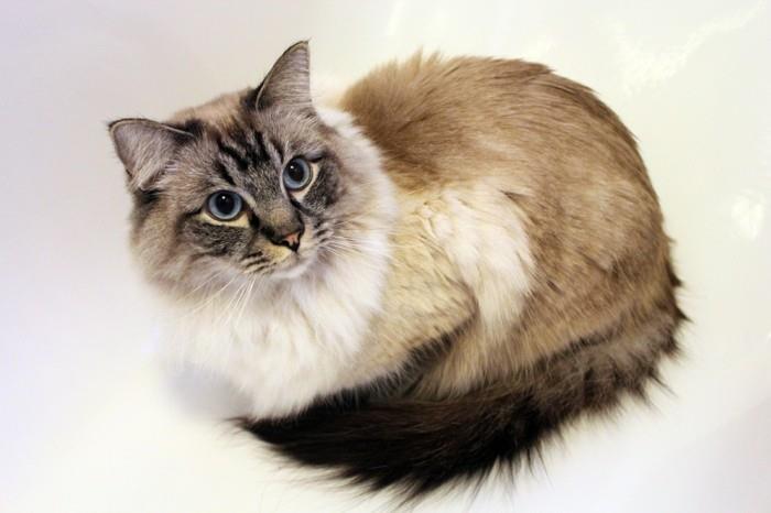 Kater Carlos (geb. 2011 10 20) - Ragdoll - RAG n 21 seal -tabby -c