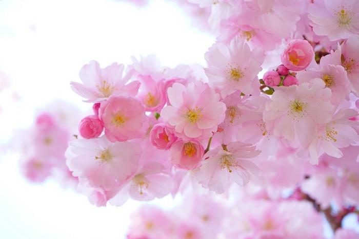 Najlepše ozadje rožnatih drevesnih cvetov, vzvišena pomladna pokrajina, ki cveti, drevesa cvetijo