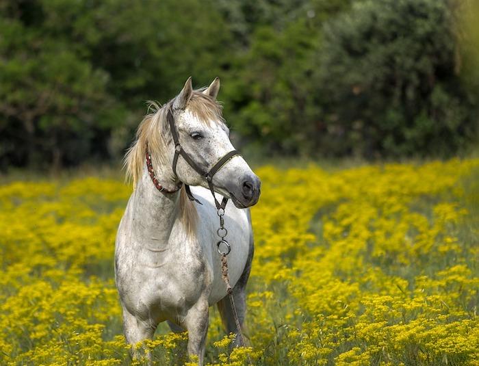 Pomladna pokrajina ozadje beli konj, slika konja spomladi, cvetoča rastlina na polju s konjem