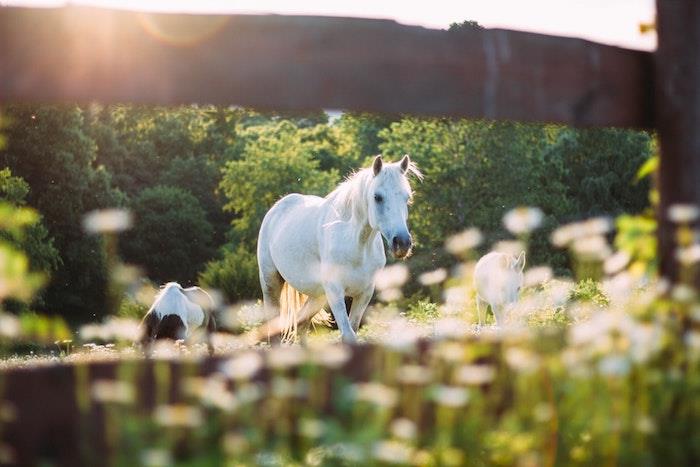 Lepa slika za brezplačno spomladansko ozadje, sončna pomladna slika, konji na zelenem polju, cvetoče rože
