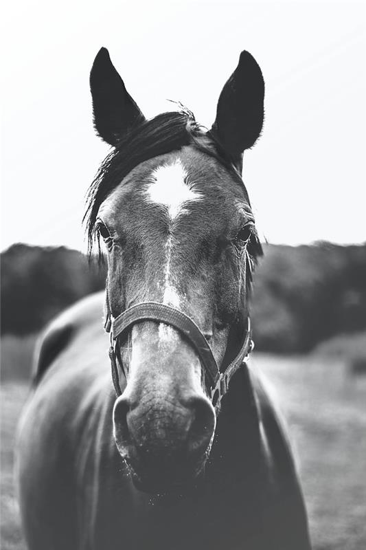 Fotogenični enobarvni slikarski konj, vesel, da vidi svoje kul črno -bele ozadje