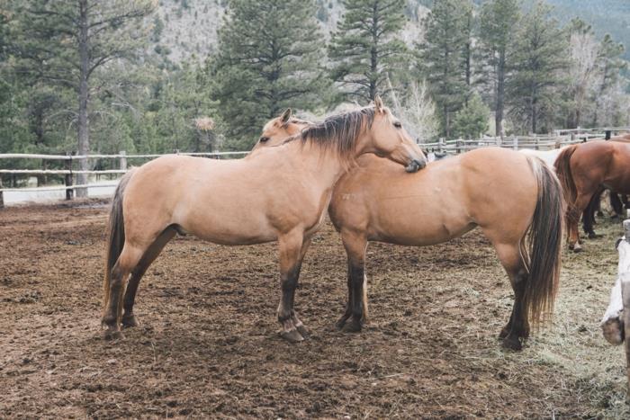 Birbirini seviyor gibi görünen atlar, sevgililer günün kutlu olsun aşkım, sevdiğimiz için aşkın güzel görüntüsü