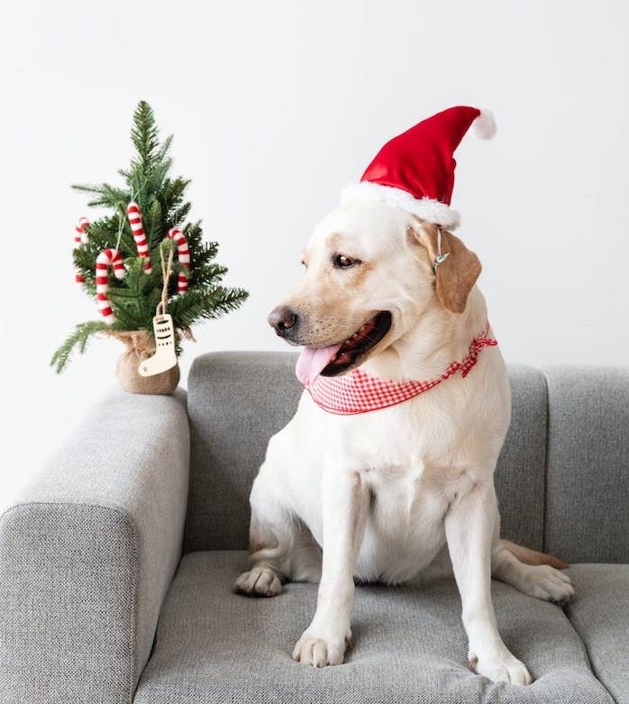 pasja psarna, pasja hišica proti hrupu, nov izum proti stresu psov za zmanjšanje hrupa ognjemeta v novem letu, na predvečer novega leta