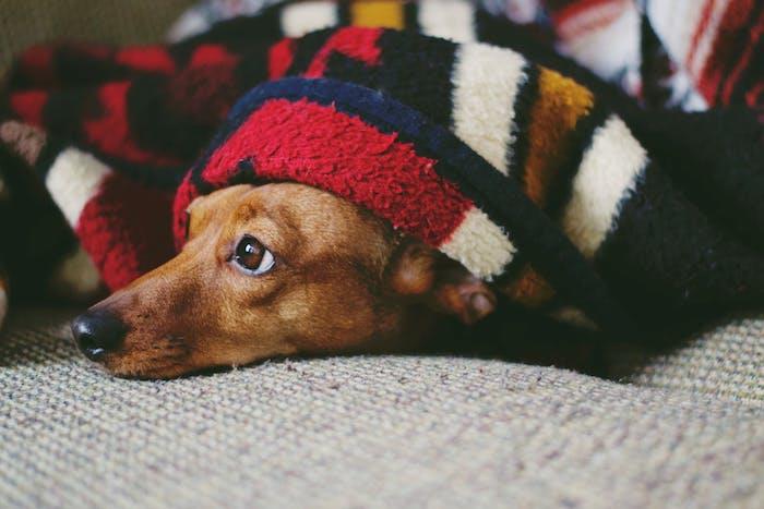 pasja hiša izum proti stresu pes, pes pod stresom, ki se skriva pod posteljno prevleko