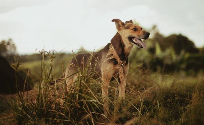 av köpeğine ne yedirilir, av köpeğine ne verilir, en iyi köpek mamasında bulunan malzemeler