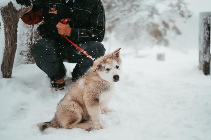 karlı bir ormanda yürüyüşe çıkan küçük bir köpeğin fotoğrafı, kar temalı pc için ücretsiz duvar kağıdı fikri