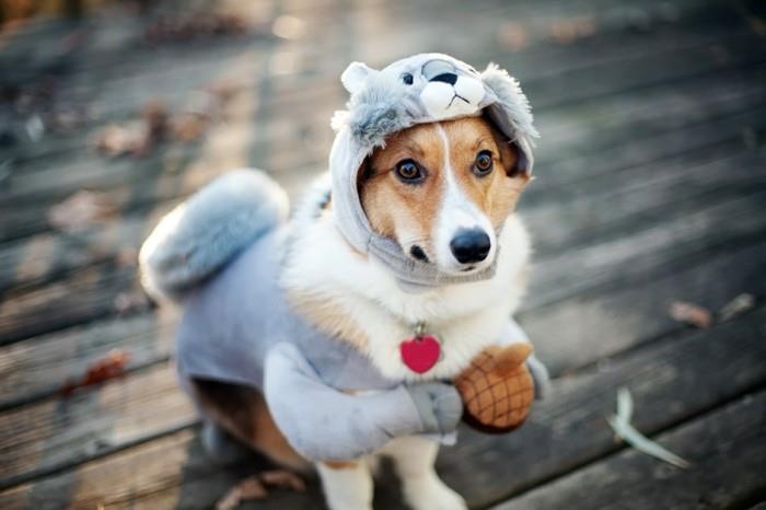chihuahua-božič-pes-oblačila-poceni-oblačila-za-psa-poceni
