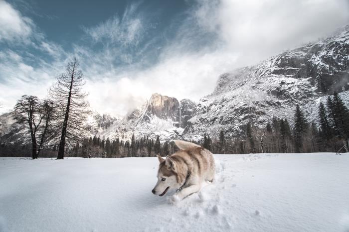 karda oynayan bir köpeğin ultra sevimli fotoğrafı, bulutlu gökyüzü ve karlı orman ile fikir kış manzarası