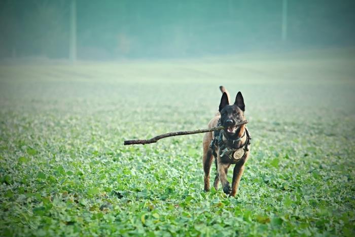 av köpeği için mama taneleri, protein açısından zengin mama taneleri ile spor köpek maması fikri