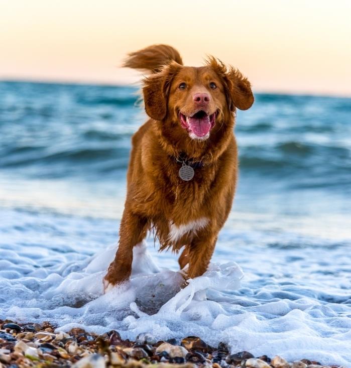 spor köpek maması ne kadar, spor yapan köpek için özel kuru mama seçimi, egzersiz yapan köpek