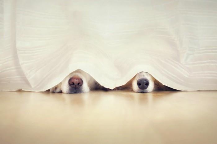 mielos nosies-šunų-geriausio draugo atvaizdas