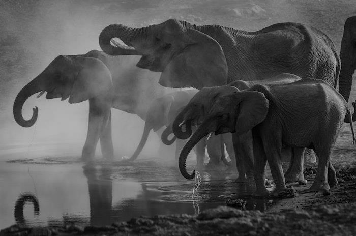 Sloni v naravi, jezersko črno -belo pokrajinsko ozadje, namizna foto ideja