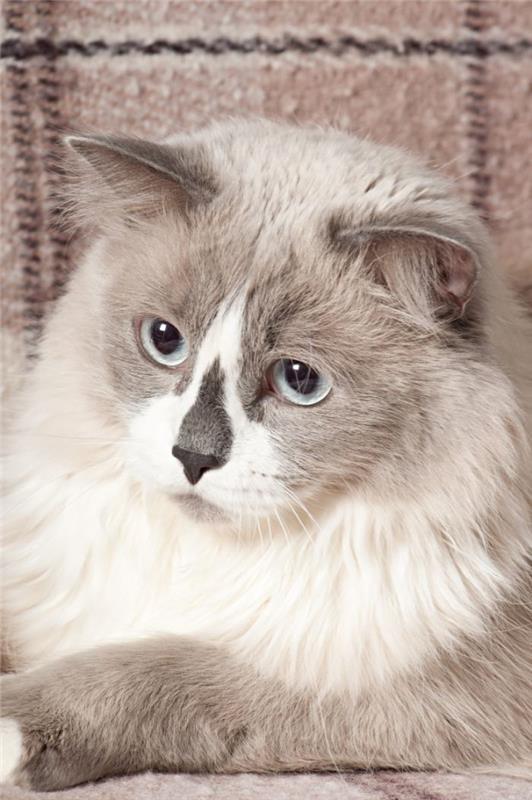 safkan kedinizi seçin gri ve beyaz ragdoll kedi fikri örnek evcil hayvan