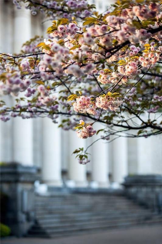 owl-spring-tree-national-library-of-bulgaria