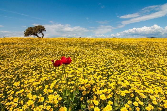 baykuş-fikir-güzel-ücretsiz-görüntüler-doğa-fotoğrafları-sarı