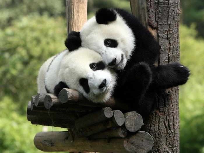 Pandalar kim; aşk, sevimli hayvanlar, güzel aşk resmi, sevgililer günün kutlu olsun aşkım sevgilim romantik fotoğrafım,
