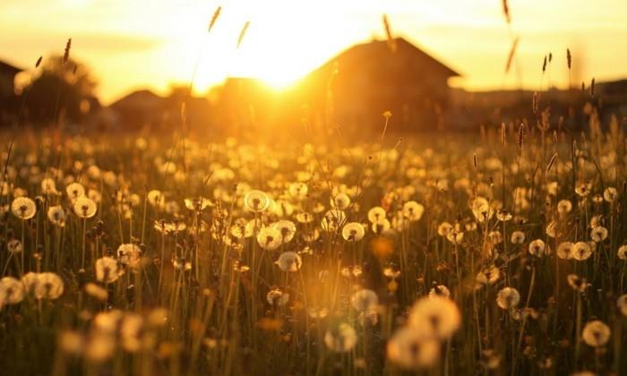 baykuş-görüntü-güzel-görüntüler-çiçek-manzara-fotoğraf-hareketli-doğa