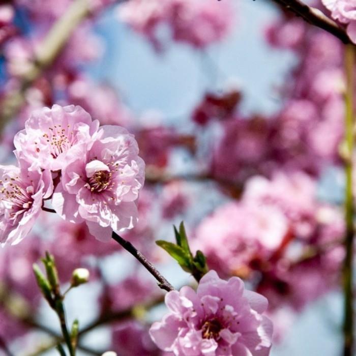 pelėda-foto-tapetai-pavasaris-peizažas-pamatyti-gėlės-ir-medžiai-įkvėpimas