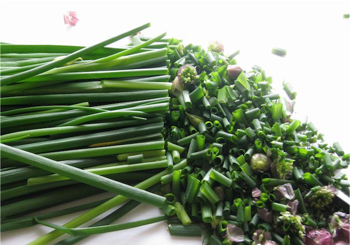 chives-in-pot-cut-aromatik-otlar