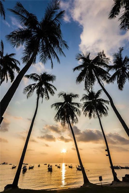 vezje na Tajskem-palme-na-plaži-na-Tajskem