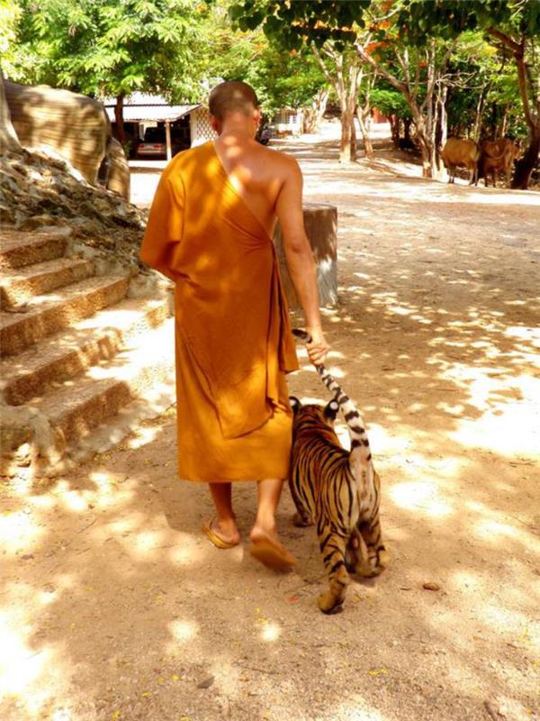 vezje na Tajskem-tempelj-tigrov