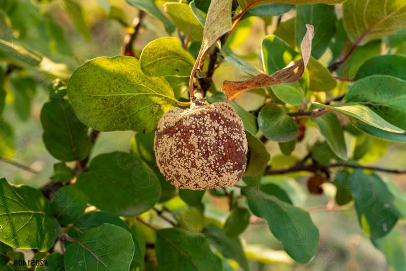 bolezni limoninega drevesa limonino drevo, obolelo za moniliozo