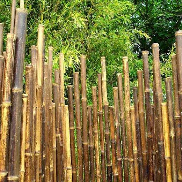 Japon-çit-bambu-siyah-lili-