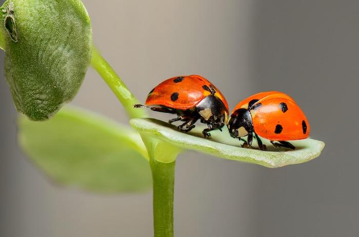 Zaljubljene pikapolonice, čudovita fotografija rdečih žuželk s črnimi pikami, ozadje spomladanskega zelenja, ohranjevalnik zaslona pomladne pokrajine