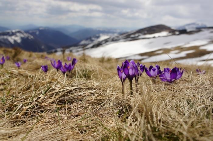 šiaudų laukai su purpurinėmis gėlėmis ir vaizdas į tolimus kalnus su snieguotomis kalvomis darbalaukio tapetams