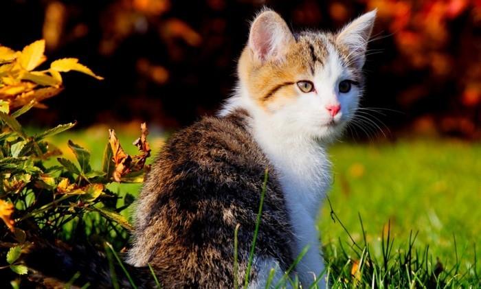 çizim-kedi-şirin-yavru-sevimli-kediler-küçük-sevimli-kedi