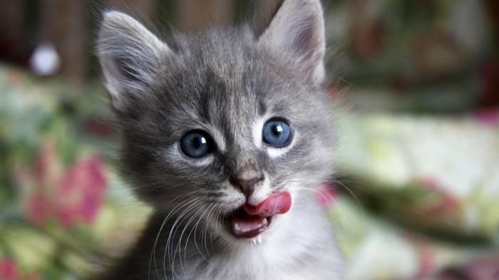 kedi-boyama-bebek-kedi-çok şirin-küçük-sevimli-kedi