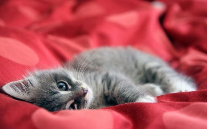 kedi-boyama-sevimli-küçük-kedi-sevimli-yavru kedi-çok şirin-boyama