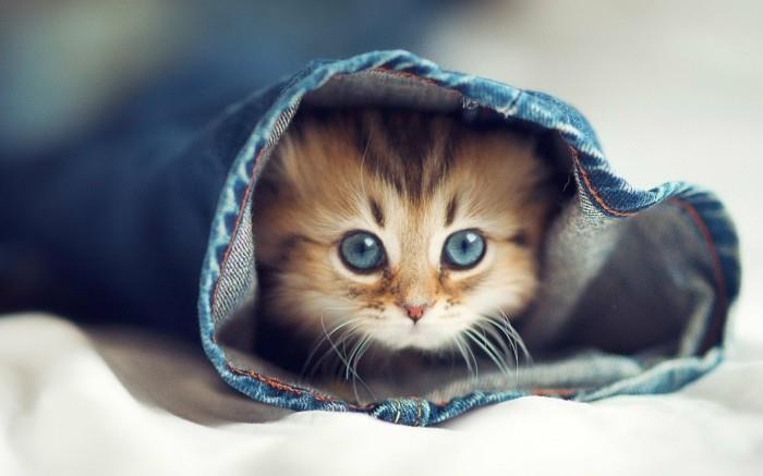 çizim-kedi-sevimli-görüntü-küçük-sevimli-kedi-çok şirin-yavru kedi