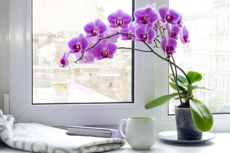 kako zalivati ​​orhidejo zelo cvetočo orhidejo, ki je blizu okna