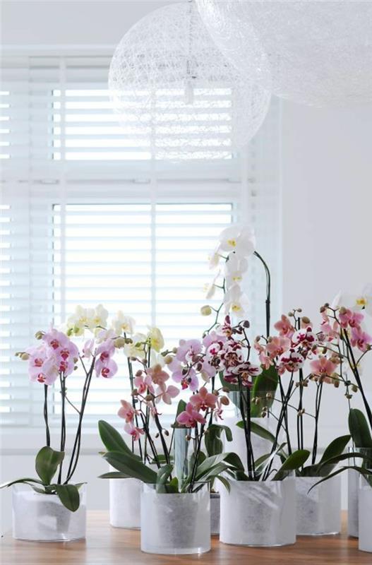 kako izbrati orhideje za okrasitev dnevne sobe kaj cvetja