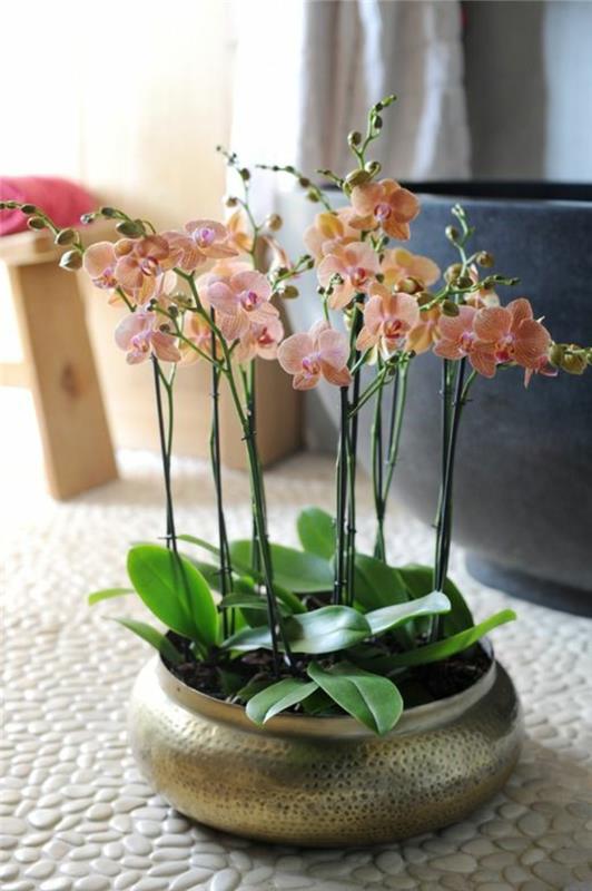 kako-okrasiti-notranjost-s-cvetjem-lepo-orhidejo-razcvetiti-orhidejo