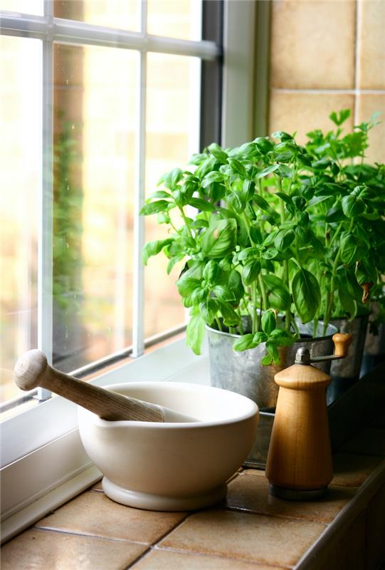 fesleğen nasıl kesilir ve pesto yapılır